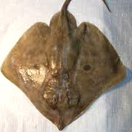 FRESHCATCH
