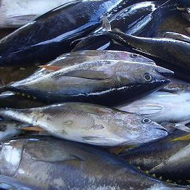 FRESHCATCH