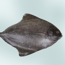 FRESHCATCH