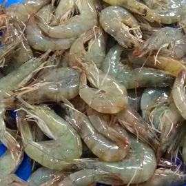 FRESHCATCH