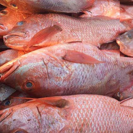 FRESHCATCH