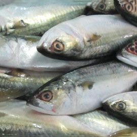 FRESHCATCH